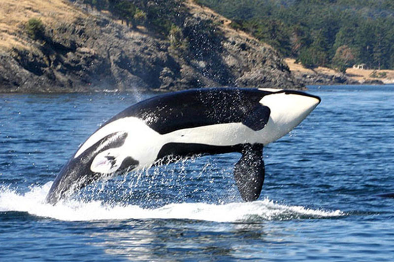 orca killer whale breaching out of water